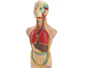 Jeu miniland anatomie humaine 11 pièces 50cm — Non classé