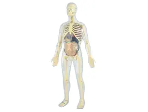 Jeu miniland anatomie humaine 45 pièces 56cm — Non classé