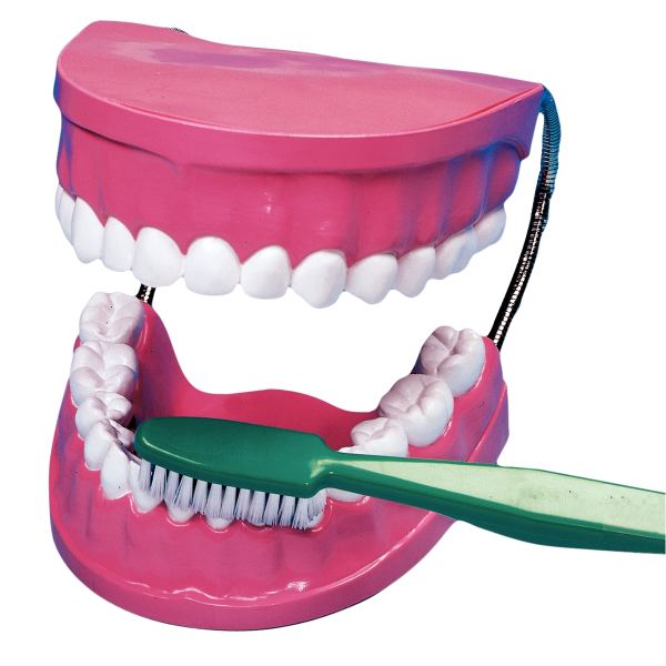 La bouche - les dents avec brosse à dents — Non classé