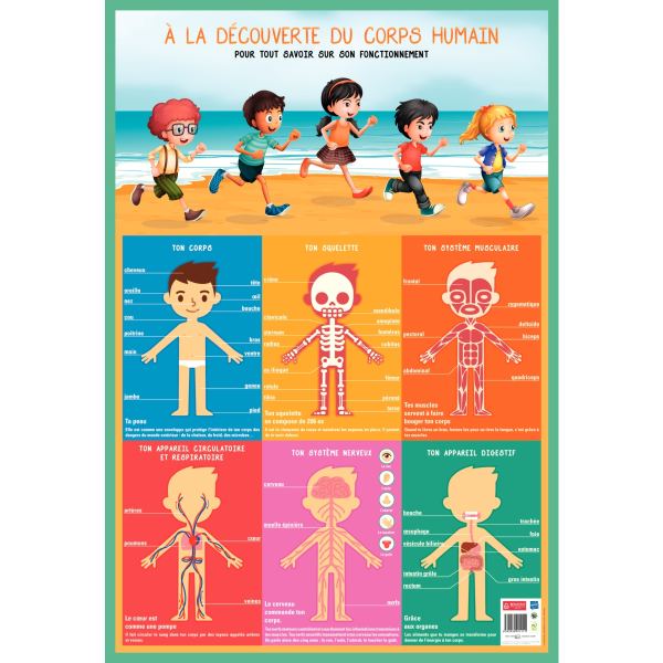 Poster en PVC 76x52 cm le corps humain, N.C — JEUX