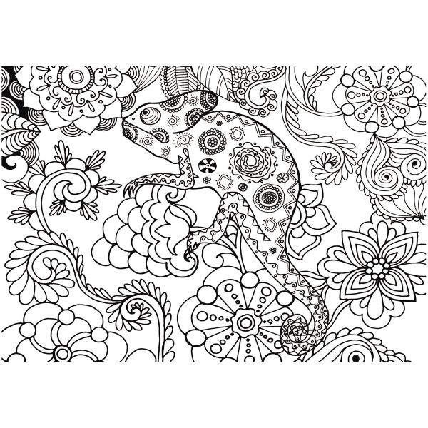 L.ot de 5 coloriage géant caméléon — Non classé